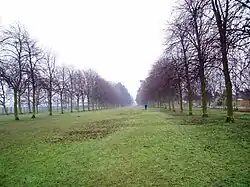 Acklam Hall's Avenue of Trees, in the distance Acklam Road