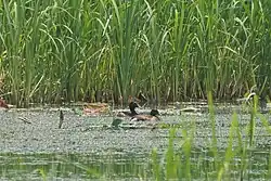 Breeding pair in Wuhan, Hubei, China