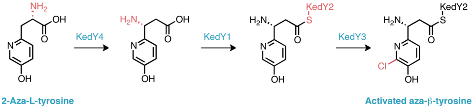 Proposed biosynthesis of the activated aza-β-tyrosine subunit.