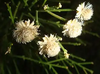 Close up of dried flowers of Baccharis sarothroides