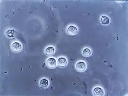 Circular microorganisms floating in blue fluid