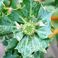 The patches have retreated to the margins of the bud and many light green, mostly squarish structures become visible from beneath them.