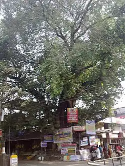 Banyan Tree at Kodaly Junction.