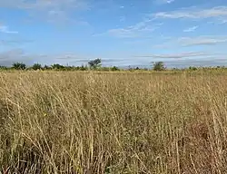 Fields of tallgrass in the Louis René Barrera Indiangrass Wildlife Sanctuary