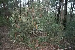 large shrub with flowers in woodland