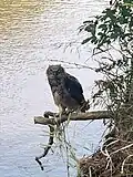 Owl perches over Beaver Creek at Beaver Creek Nature Area