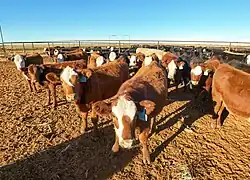 Cattle feedlot in New Mexico, United States