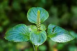 Green shiso flower