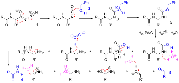 Mechanism of the Bergmann degradation