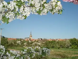 A general view of Bernardswiller
