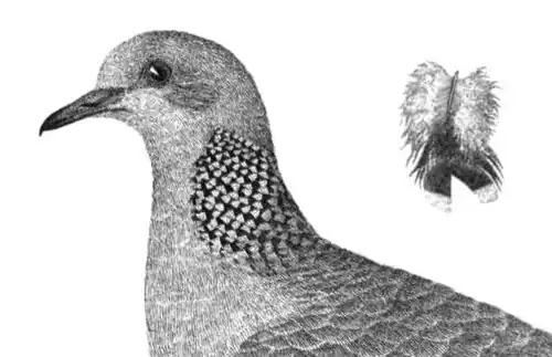 The bifid neck feathers[19]