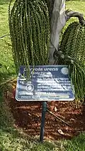 Caryota urens tree in the park.