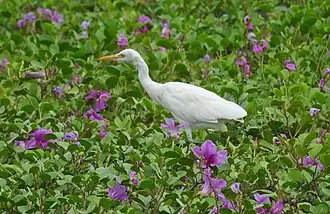 Eastern cattle egret in Chennai, India, in winter plumage;
