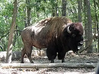Bison