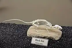 Black rat skeleton (Museum of Osteology)