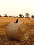 Bale of straw