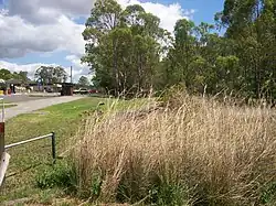 Overgrown area on tracks