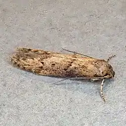 A photo of the ‘Blastobasis vittata’ moth