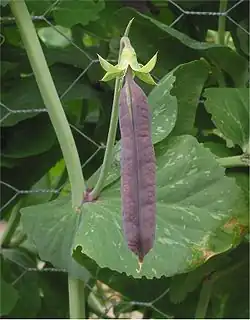 Pisum sativum (peas); note the leaf-like stipules