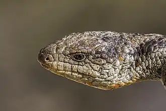 Head of blotched blue-tongued lizard