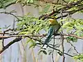 Blue-tailed bee-eater, Jan '21