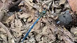 Note the white band in his wings