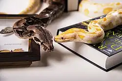 Image 19Boa imperator (left) and an albino Python molurus (right). The former gives birth to live young, while the latter lays eggs. (from Snake)