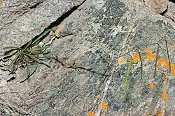 A rosette of narrow, hairy leaves in a rock crevice sprouting one stalk with long pods