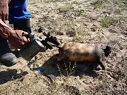 Boodog is a dish made from goat meat and marmot meat.