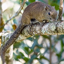 Brown squirrel