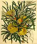 Botanical illustration from Curtis's Botanical Magazine