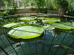 Waterlilies in the garden's tropical greenhouse