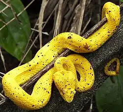 Eyelash viper, Spanish: bocaracá (Bothriechis schlegelii)