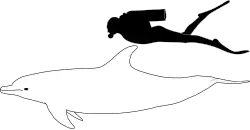 Common bottlenose dolphin size