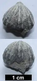 Small brachiopod