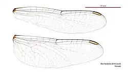 Female wings