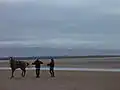 Horses on the beach
