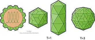Illustration of fur virus shapes in green