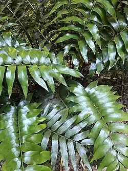 Shining spleenwort (Asplenium oblongifolium)