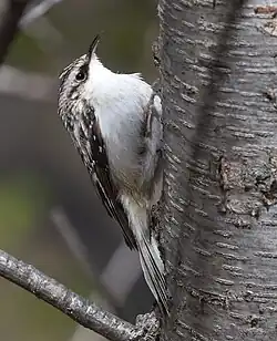 A brown creeper perched on the side of a tree