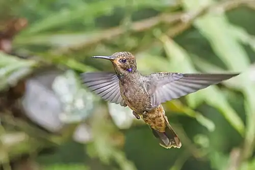 showing green gorget