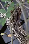 A brown water snake rests on a branch above the water.