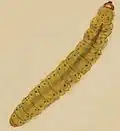 Externally feeding larva