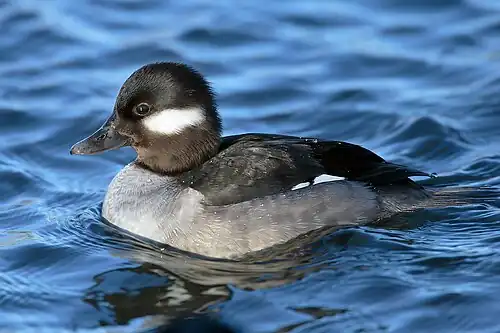 Female Bufflehead (Bucephala albeola)