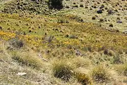 A tussock grassland habitat with many B. angustifolia specimens.