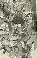 Nest of prairie warbler in winged elm, Tennessee