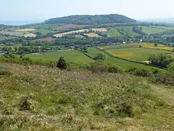 Bulverton Plantation as seen from Fire Beacon Hill.