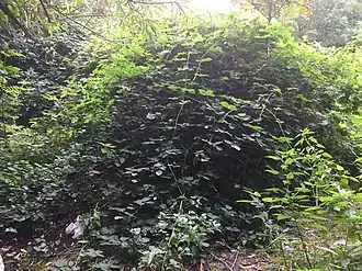 Burnt mound in Fox Hollies Park