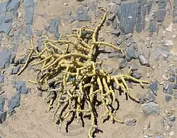 Dried up plant locals call 'Bushman's candle'