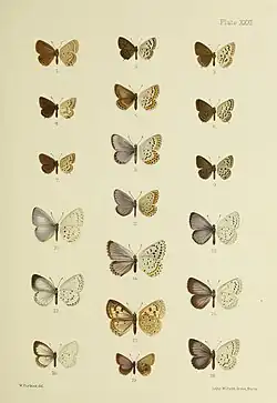 Illustration of butterflies fom China with Tongeia ion in position 4, the first butterfly in the second row